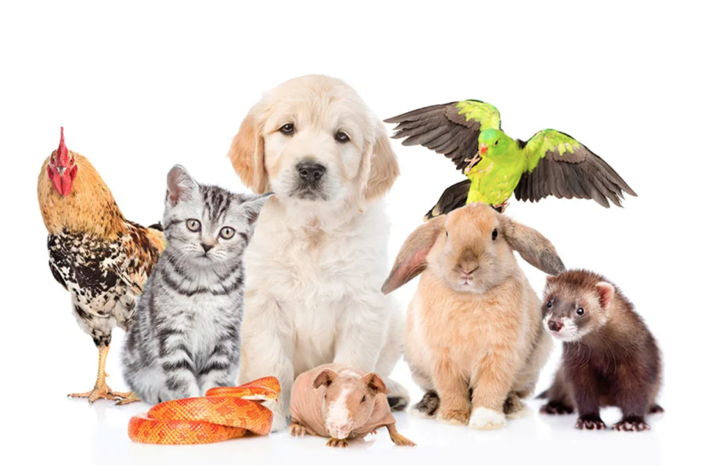 Fur-Baby Custody: What Happens to Pets After Separation?